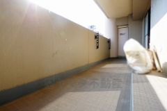 陽当たりの良いバルコニーです。お洗濯やお布団干しはもちろん、日光浴スペースにも。足元は防水工事施工済です。